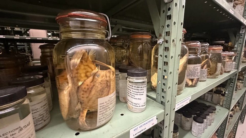 «Είναι μια χρονοκάψουλα. Είναι δεδομένα που μας επιτρέπουν να δούμε το παρελθόν με τρόπους που πριν από δεκαετίες δεν μπορούσαμε καν να φανταστούμε» / INSTAGRAM