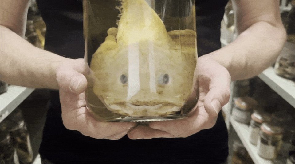 «Δεν είναι απλώς ψάρια σε βάζα», λέει ο διευθυντής του Tulane University Biodiversity Research Institute, Brian Sidlauskas / INSTAGRAM