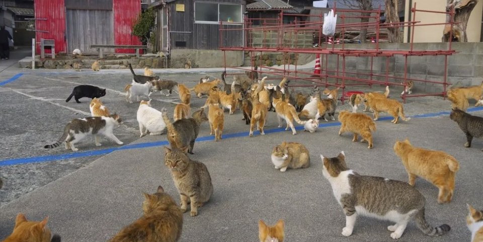 Τα εισαγόμενα αρπακτικά, ιδιαίτερα οι γάτες που είχαν επιστρέψει στην άγρια κατάστασή τους έξω στην φύση, είχαν αποδεκατίσει αυτό το ενδημικό είδος / FACEBOOK