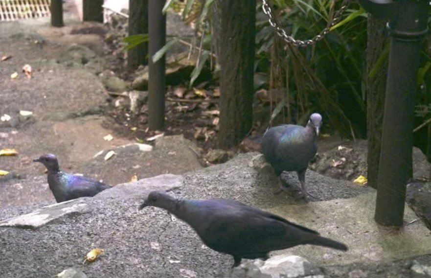 Στις αρχές της δεκαετίας του 2000, είχαν απομείνει μόνο λίγα περιστέρια στο αρχιπέλαγος Ογκασαβάρα, νότια της Ιαπωνίας / FACEBOOK