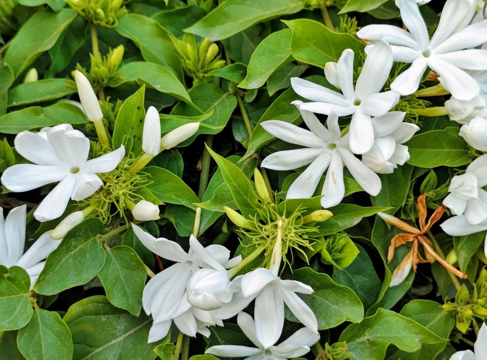  Στο Star Jasmine αρέσει πολύ να βρίσκεται σε θέση που το χτυπά άμεσα το ηλιακό φως και που έχει ζέστη / Φωτογραφία: Shutterstock