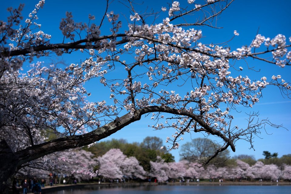 Άνθη κερασιάς που πλησιάζουν στην κορύφωση της άνθισης φαίνονται κατά μήκος της Λεκάνης της Παλίρροιας / Φωτογραφία: AP 