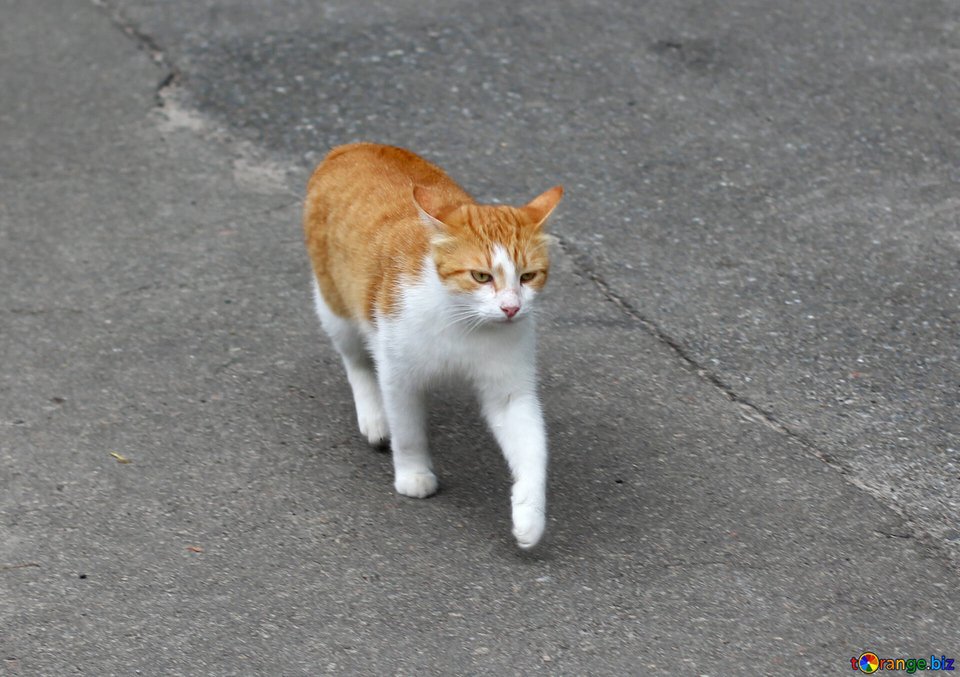 Η πρόσφατη ανασκόπηση ερευνών μας έδειξε ότι το να κρατάτε τη γάτα σας μέσα στο σπίτι δεν είναι μόνο καλό για την άγρια ζωή — είναι πολύ πιο ασφαλές και για την ίδια / ORANGEBIZ
