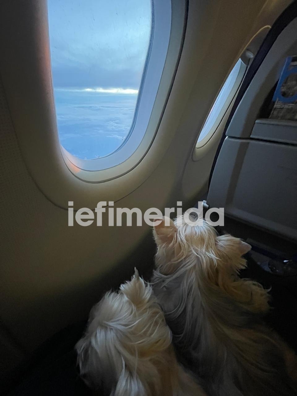 Η Μ.Ν. μαζί με το σκυλάκι της στην πτήση επαναπατρισμού