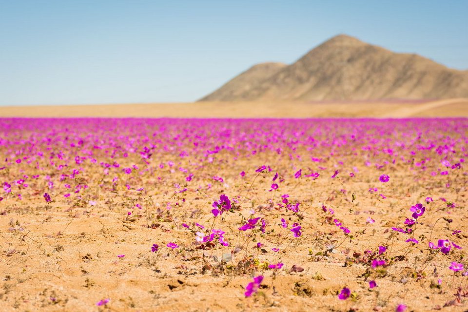 Σχεδόν καθόλου βροχή, εξαιρετικά αλμυρά εδάφη, μεγάλες διακυμάνσεις θερμοκρασίας: η έρημος Ατακάμα, στη βόρεια Χιλή, παρουσιάζεται συχνά ως το πιο ξηρό μέρος του πλανήτη / SHUTTERSTOCK