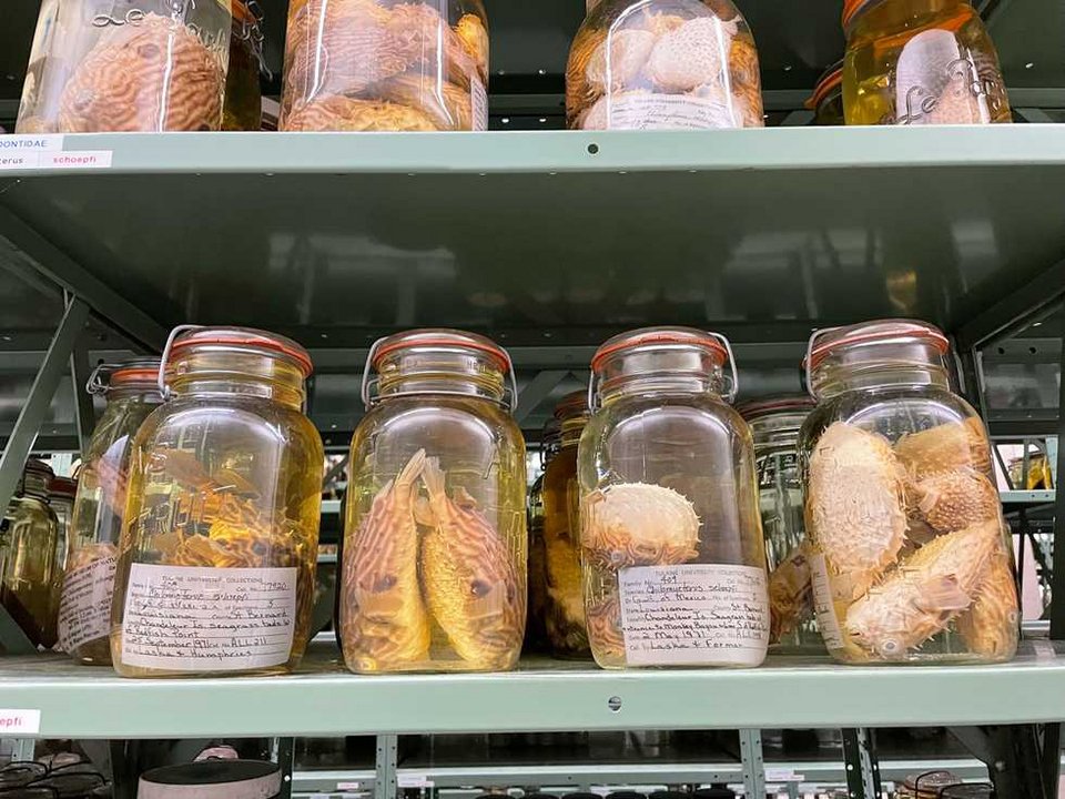 Η είδηση δεν ακούγεται εντυπωσιακή με την πρώτη ματιά: περίπου 1.000 νέα δείγματα βαθέων υδάτων προστέθηκαν πρόσφατα. Όμως για τους επιστήμονες που εργάζονται εκεί, η σημασία είναι τεράστια / INSTAGRAM