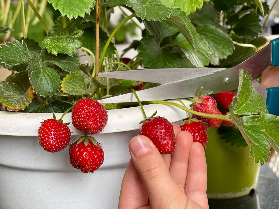 Φράουλες / Φωτογραφία: Shutterstock 