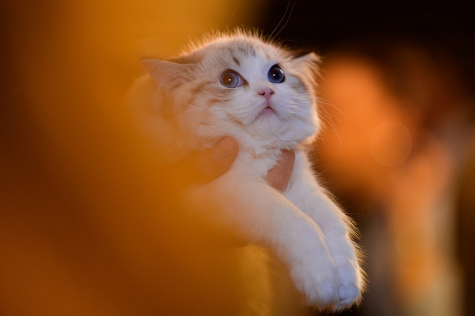  Φωτογραφία: AP 