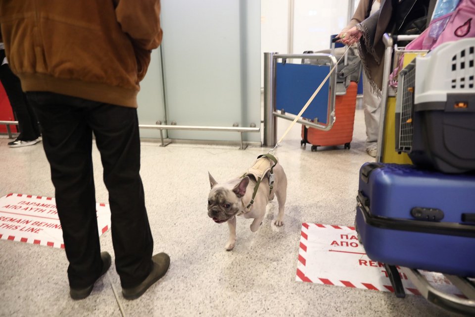 Επαναπατρισμός Ελλήνων πολιτών με τα κατοικίδιά τους από το Ντουμπάι / Φωτογραφία: EUROKINISSI / Δανάη Δαυλοπούλου   