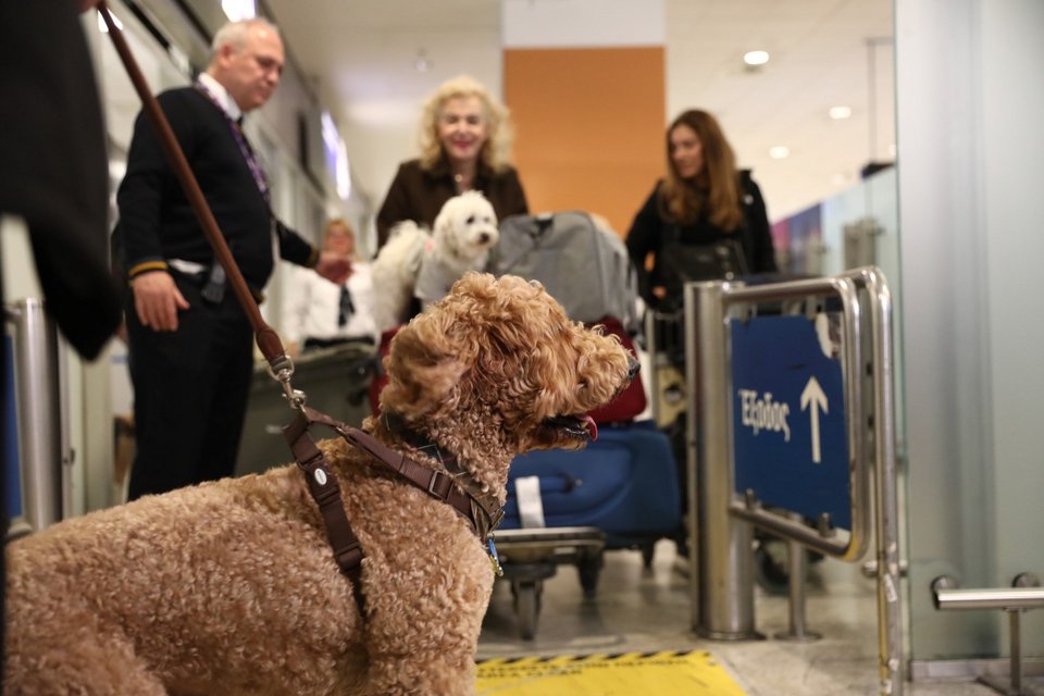 Επαναπατρισμός Ελλήνων πολιτών με τα κατοικίδιά τους από το Ντουμπάι / Φωτογραφία: EUROKINISSI / Δανάη Δαυλοπούλου   