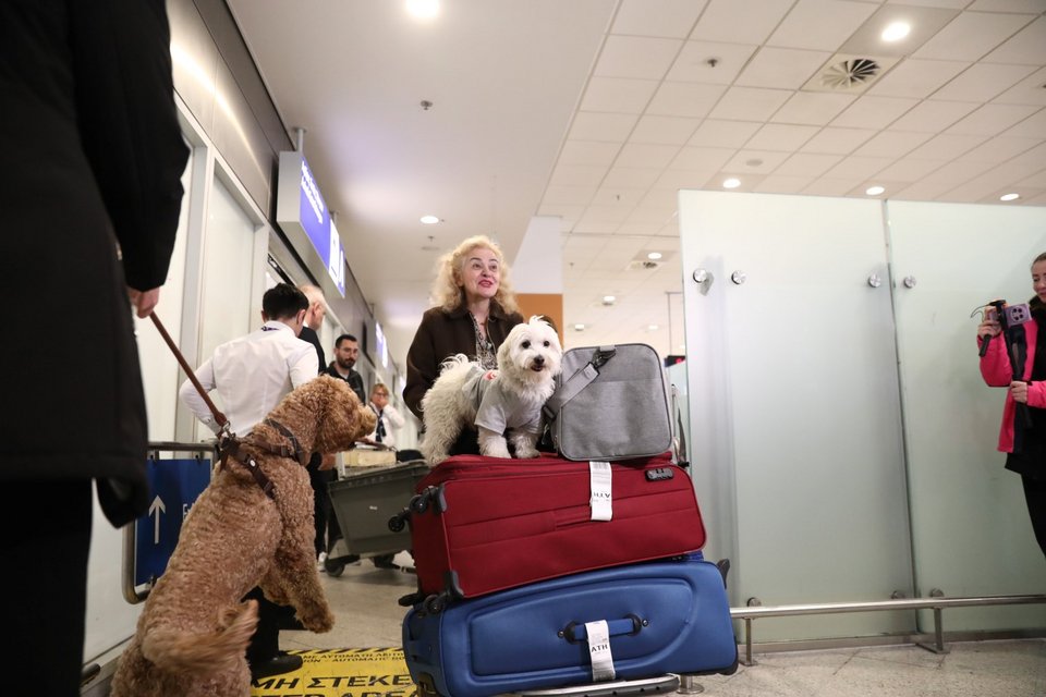 Επαναπατρισμός Ελλήνων πολιτών με τα κατοικίδιά τους από το Ντουμπάι / Φωτογραφία: EUROKINISSI / Δανάη Δαυλοπούλου   