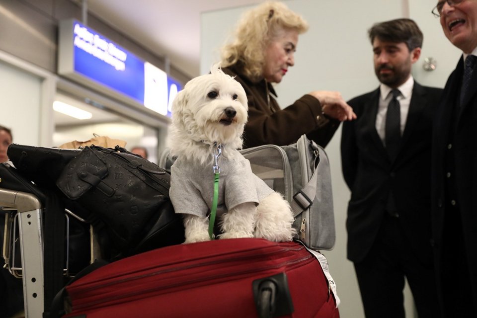 Επαναπατρισμός Ελλήνων πολιτών με τα κατοικίδιά τους από το Ντουμπάι / Φωτογραφία: EUROKINISSI / Δανάη Δαυλοπούλου   
