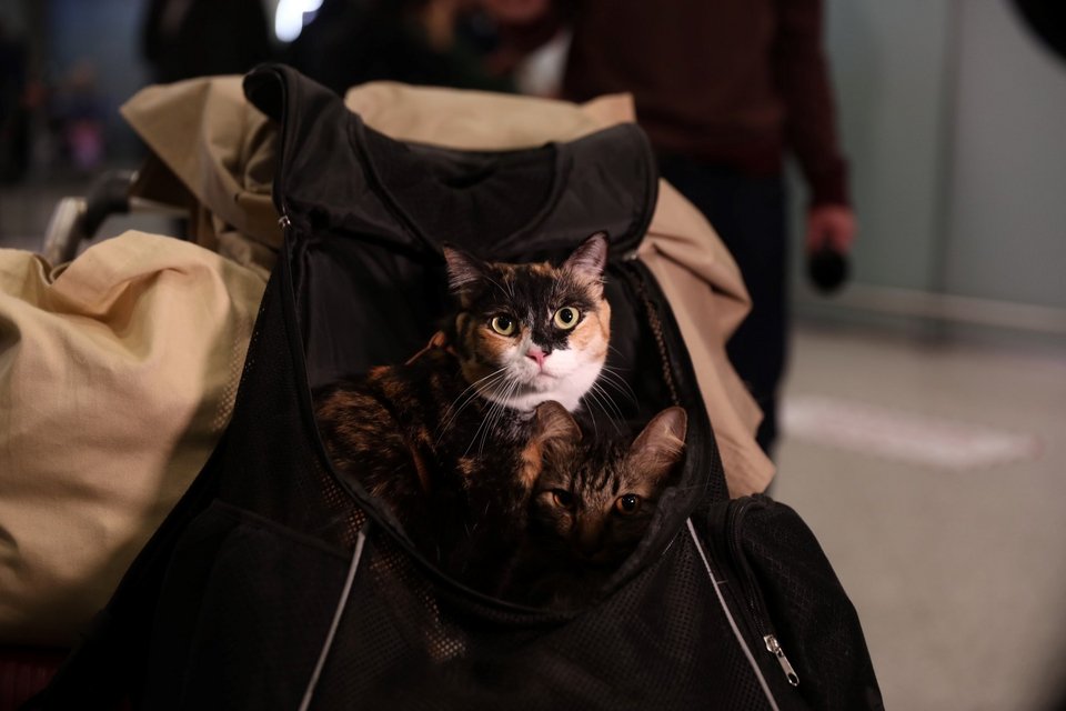 Επαναπατρισμός Ελλήνων πολιτών με τα κατοικίδιά τους από το Ντουμπάι / Φωτογραφία: EUROKINISSI / Δανάη Δαυλοπούλου   