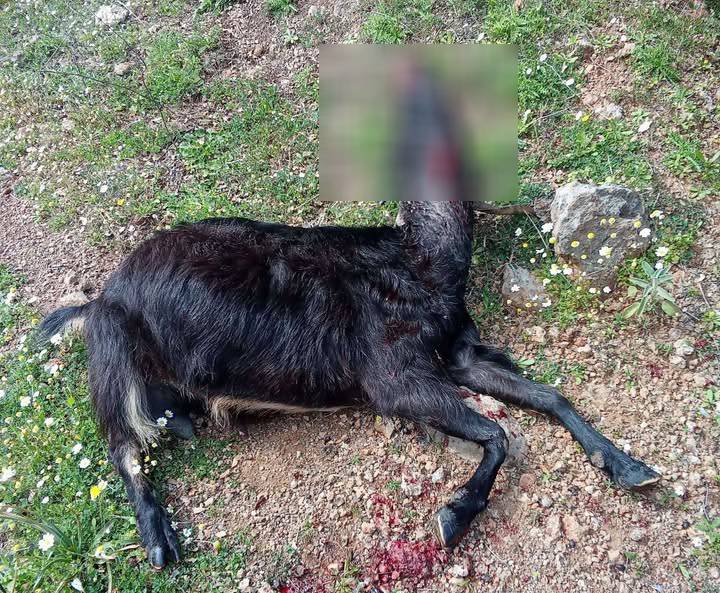 Επίθεση λύκων στην Κομπωτή Ξηρομέρου