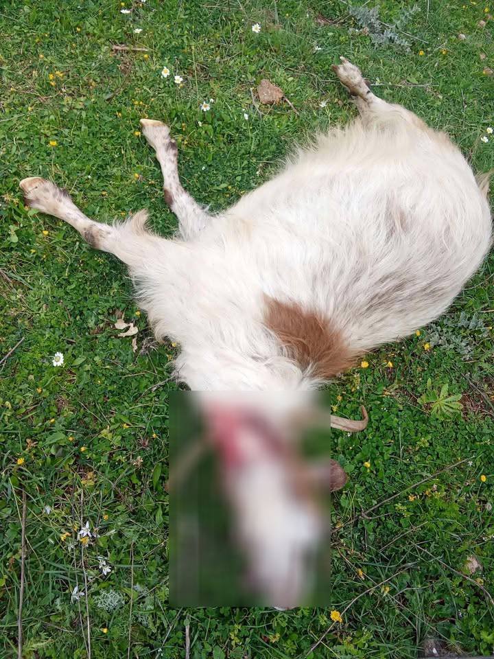 Επίθεση λύκων στην Κομπωτή Ξηρομέρου