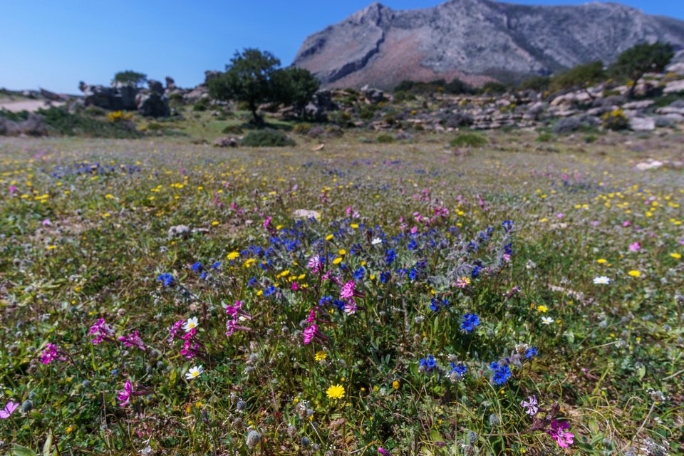 Πολύχρωμα αγριολούλουδα στη Λακωνία