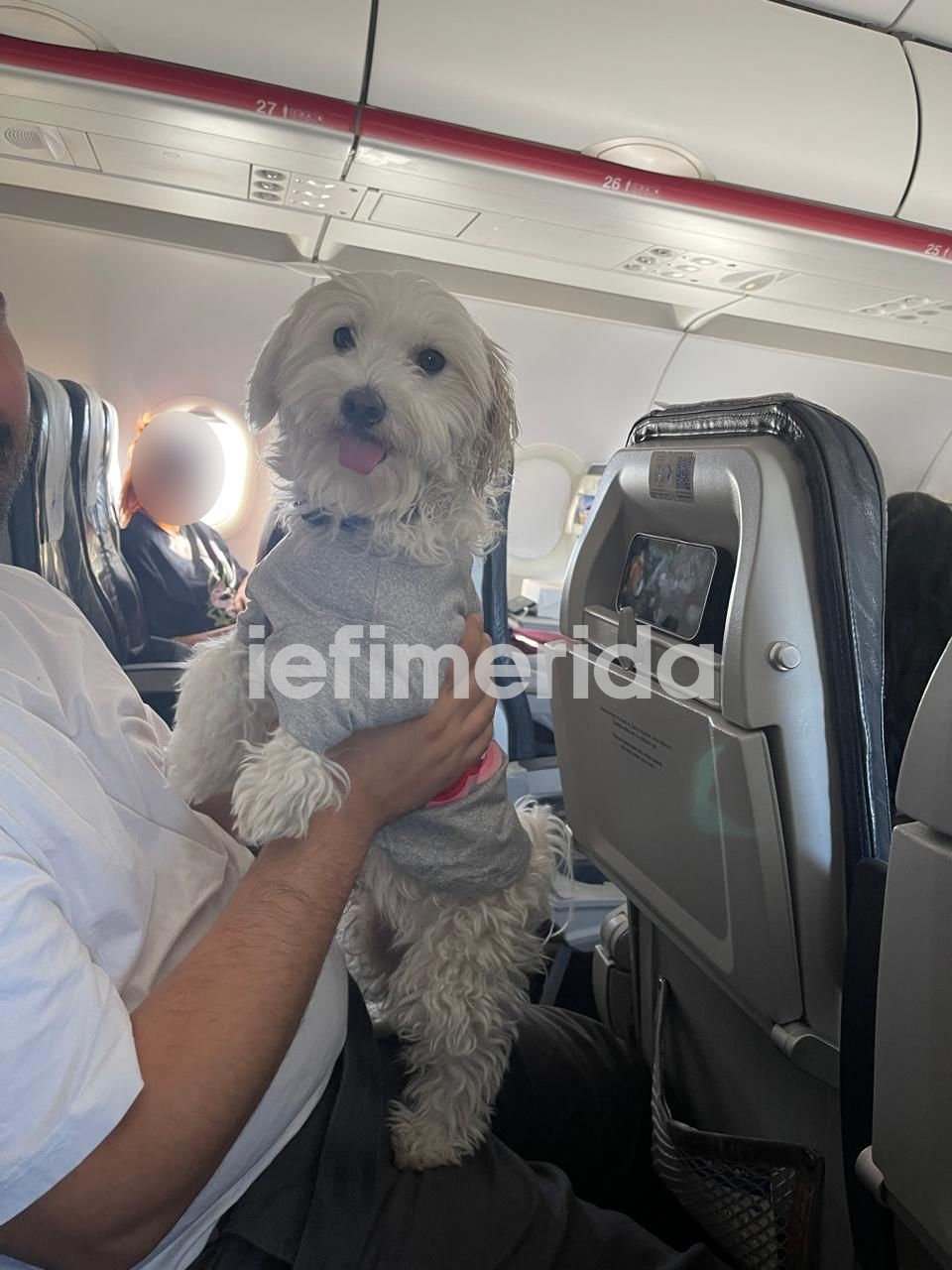 Το σκυλάκι της Μ.Ν. επιστρέφει στην Ελλάδα μαζί της