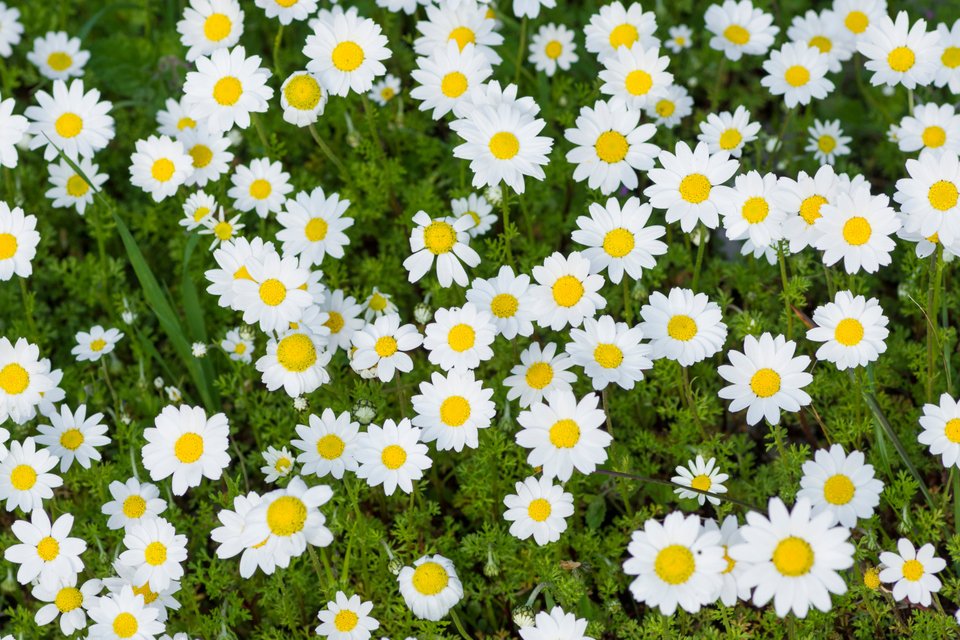 Χαμομήλι Χίου 