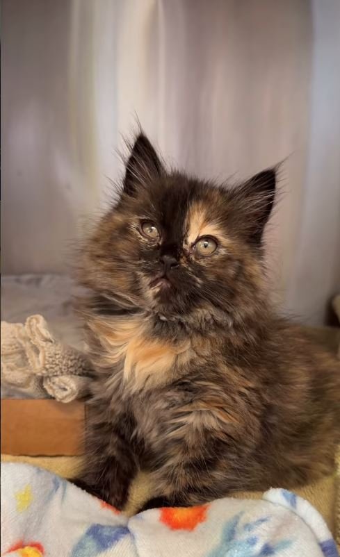 H Ζόε σήμερα 