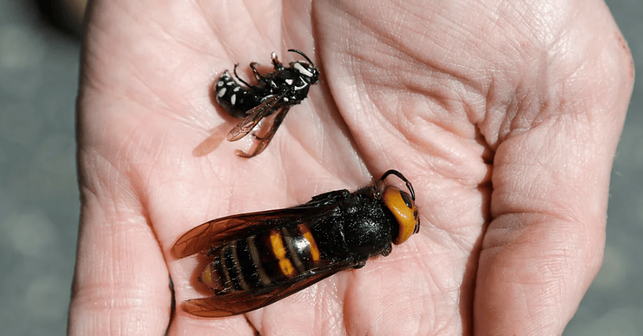 Ωστόσο, το πιο επώδυνο, σύμφωνα με τον ίδιο, είναι η λεγόμενη «executioner wasp», ένα είδος σφήκας που προκαλεί πόνο διάρκειας έως και 12 ωρών και αφήνει ακόμη και ουλές λόγω νέκρωσης ιστών / INSTAGRAM