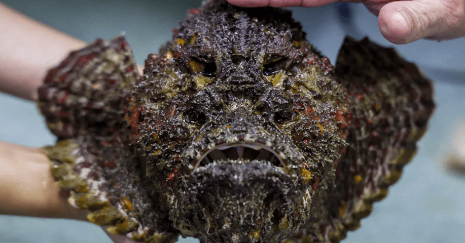 Το stonefish, ένα ψάρι που καμουφλάρεται στον βυθό, μπορεί να προκαλέσει πόνο διάρκειας έως και 48 ωρών, συνοδευόμενο από έντονο πρήξιμο και νευρολογικά συμπτώματα / WIKIPEDIA