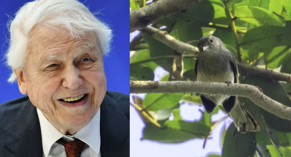 Το πουλί Polioptila attenboroughi, που ανακαλύφθηκε το 2013 στη Βραζιλία, αποτελεί ένα μόνο παράδειγμα αυτής της εκτεταμένης τιμητικής πρακτικής / AΡ