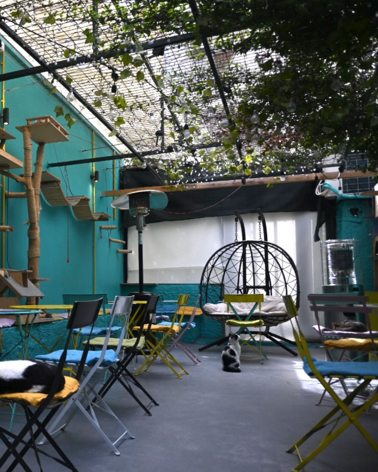 Δεν είναι απλώς ένα καφέ, είναι ένα σημείο συνάντησης όλων των γατόφιλων 