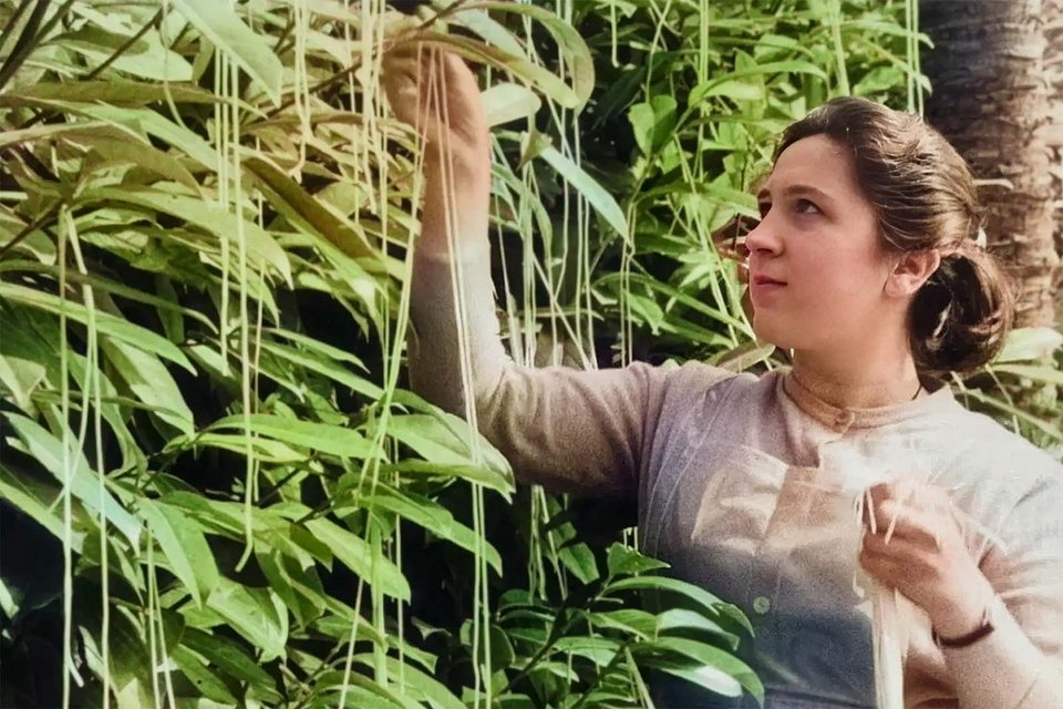 Το 1957, το BBC παρουσίασε τα περίφημα «σπαγγετόδεντρα» στην Ελβετία, προκαλώντας κύμα τηλεφωνημάτων από πολίτες που ζητούσαν... οδηγίες καλλιέργειας στον δικό τους κήπο / BBC