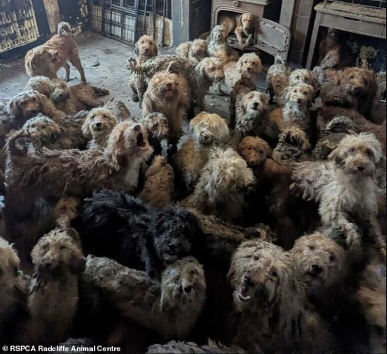 Τα σκυλάκια, κυρίως κανίς, ζούσαν όλα μαζί σε ένα σπίτι, σε άθλιες συνθήκες 