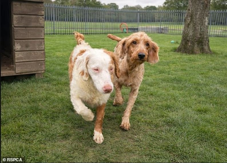 O Στίβι, το κωφό και τυφλό κόκερ σπανιέλ, και η «οδηγός» του, Σάντι, το κανίς, σε κέντρο της RSPCA