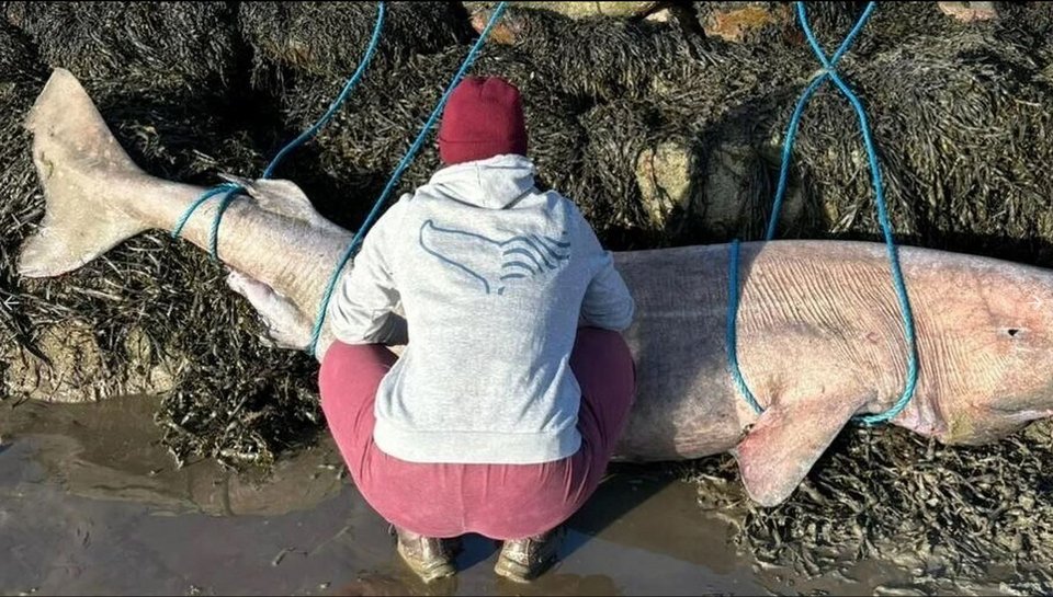 Photo: Anna Sanz/RTE