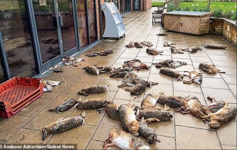 O Τζέιμς Κέμπστερ πέταξε τα κουφάρια 50 λαγών, μαζί με μια κουκουβάγια και ένα κιρκινέζι, έξω από το κοινοτικό κατάστημα του Μπράουτον, 