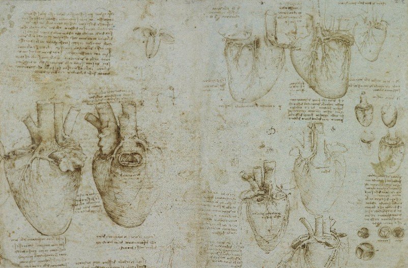 Οι κοιλίες της καρδιάς σε τομή (1511–1513) του Λεονάρντο ντα Βίντσι