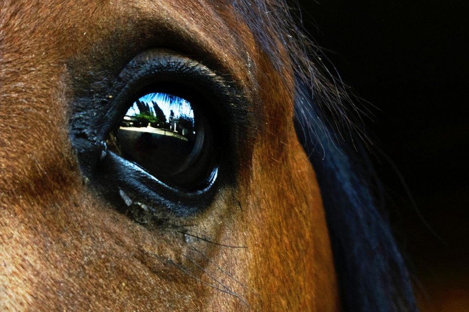 Tα ζώα δε διώχτηκαν ποτέ από τον παράδεισο  -Αλεξάνδρα Σταυροπούλου 
