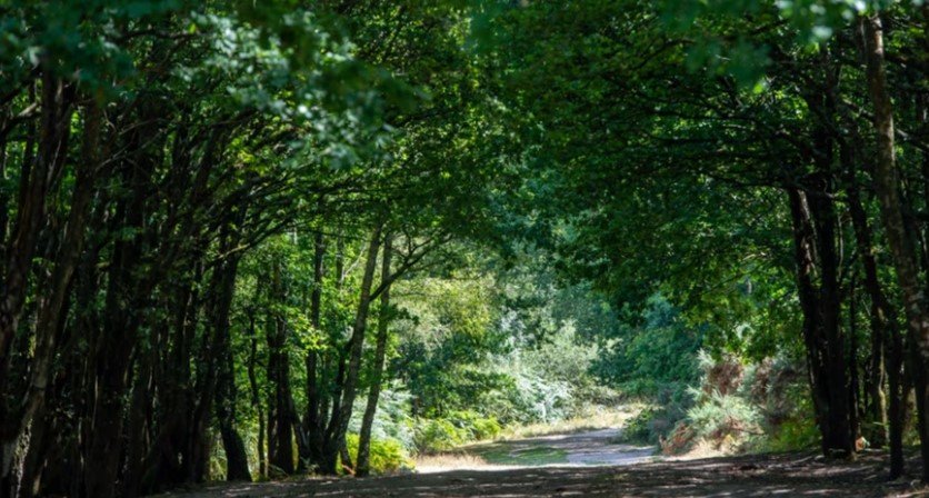 Ashdown Forest  