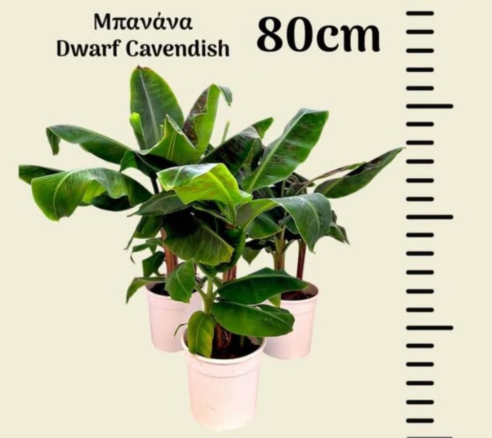  ﻿Μπανανιά νάνος / Φωτογραφία:FB