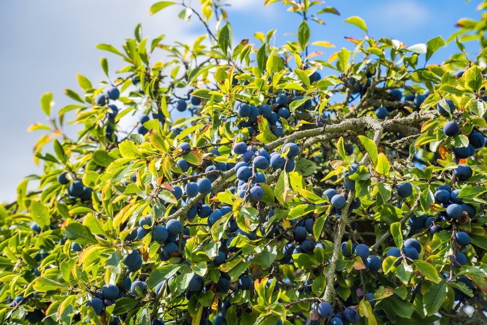 Δαμασκηνιά, ιδανικό δέντρο για μπαλκόνι