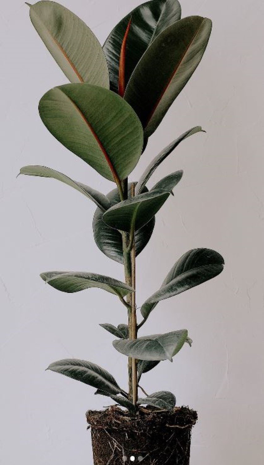 Δέντρο Καουτσουκ / Φωτογραφία:Instagram