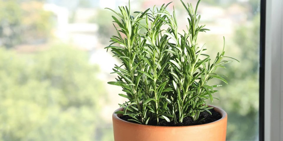 Το θαυματουργό δενδρολίβανο / Φωτογραφία: Shutterstock 