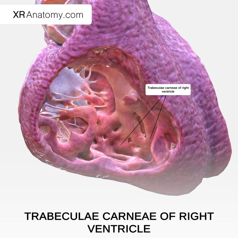 Οι δοκίδες στη δεξιά κοιλία της καρδιάς / Εικόνα από commons.wikipedia.org