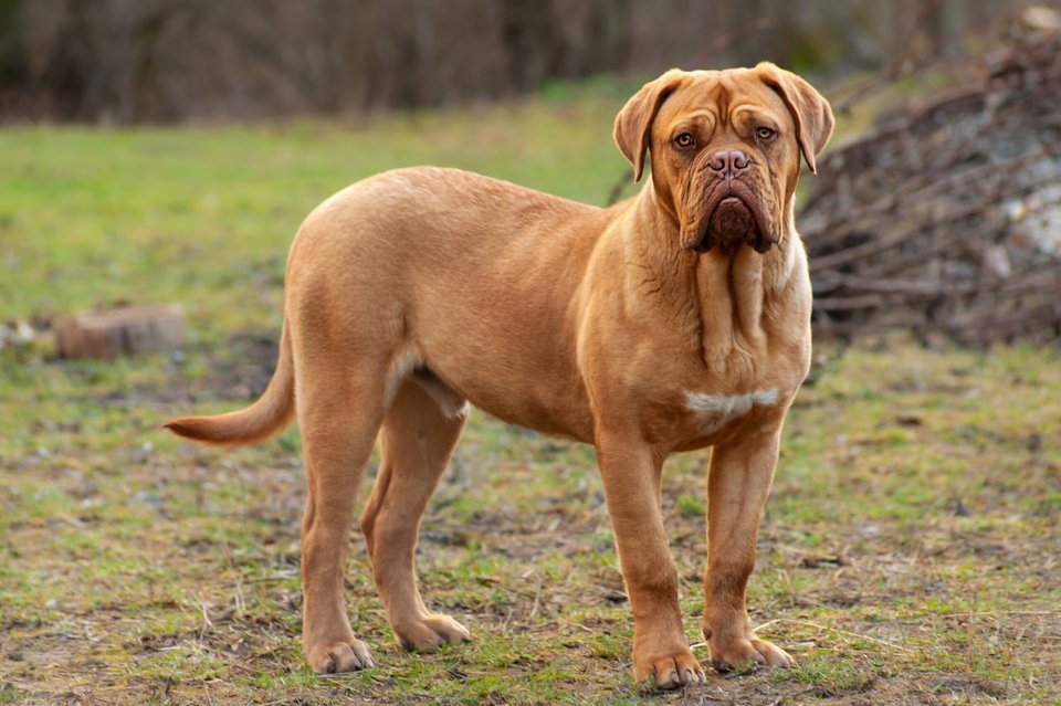 Σκύλος French Mastiff