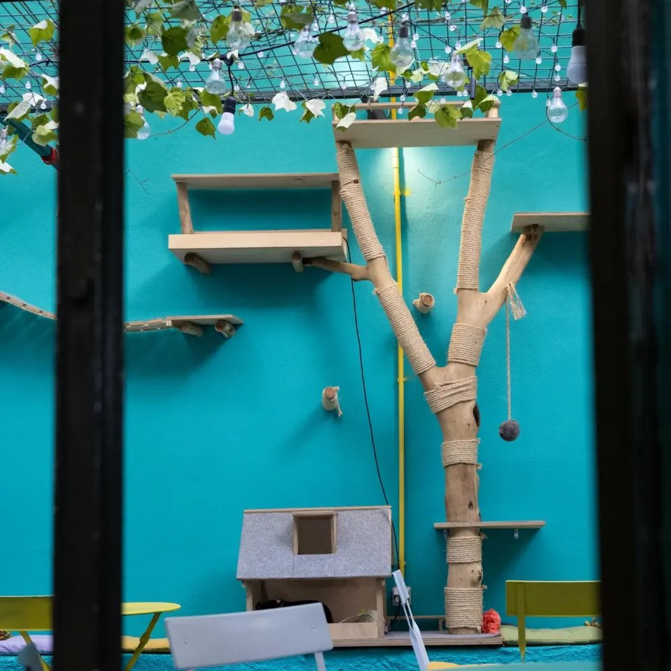 Παιχνίδια για γατάκια