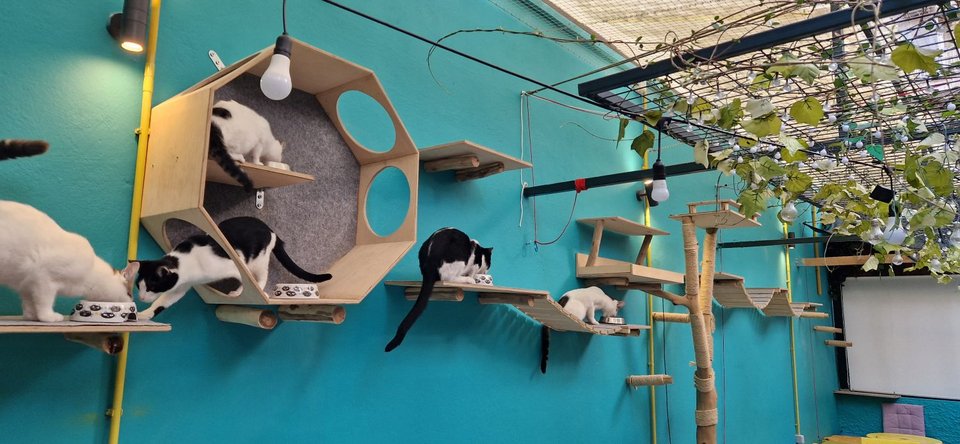 Η αποστολή του cat cafe είναι να προσφέρει την απόλυτη εμπειρία γάτας