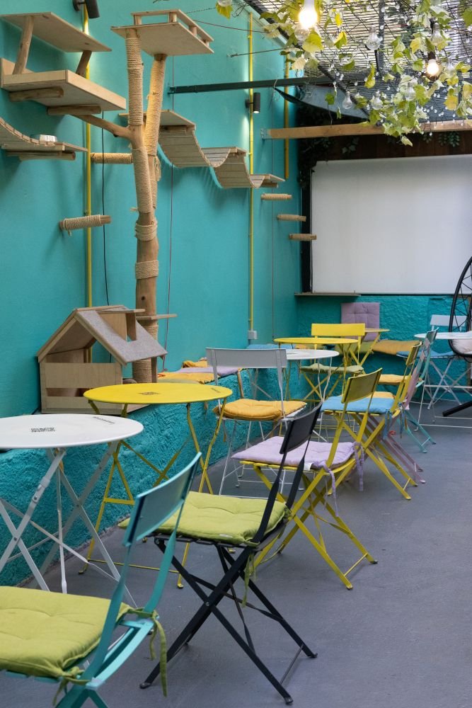 Τo Cat Cafe Athens, το πρώτο cat café στην Ελλάδα, δημιούργησαν η Ναταλί Σελληνίδου και ο Δημήτρης Σγουρός, με στόχο να προωθήσουν την υιοθεσία και να συμβάλουν ουσιαστικά στην ευζωία των αδέσποτων γατών