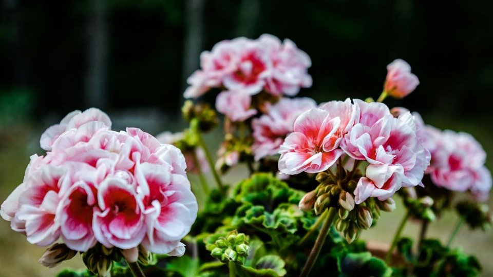 Γεράνια: Φωτογραφία: shutterstock