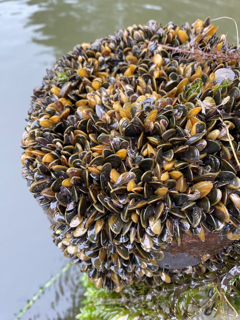 Τα χρυσά μύδια-εισβολείς