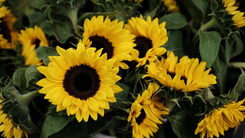 Ηλίανθος νάνος / Φωτογραφία: shutterstock 