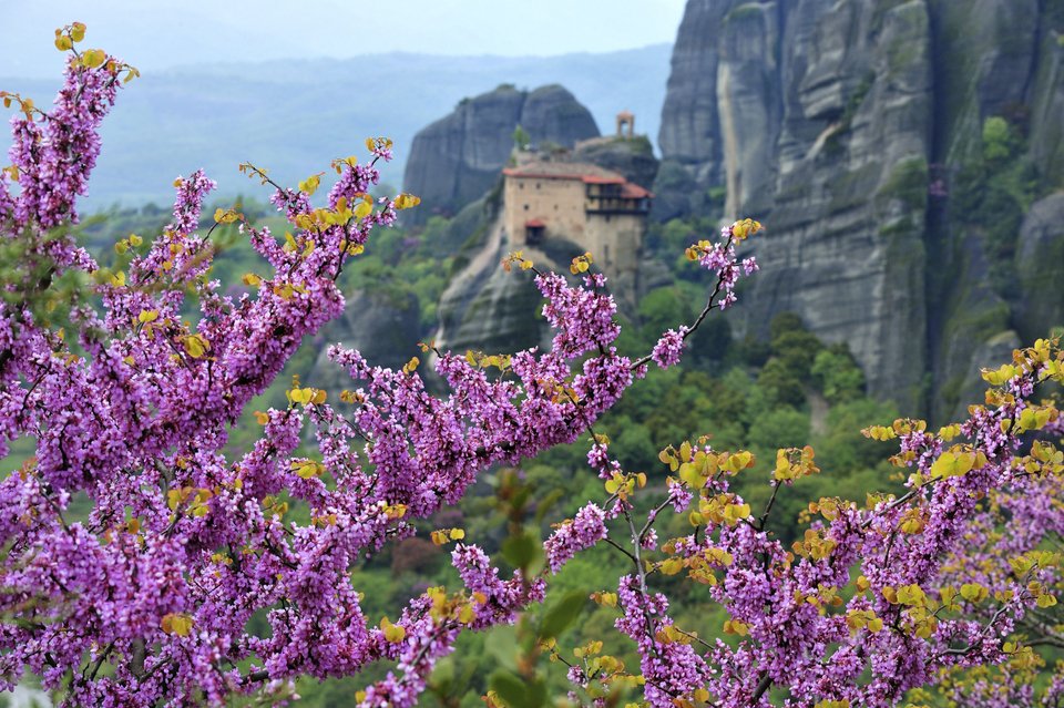 Ανθισμένη κουτσουπιά (Cercis siliquastrum), με φόντο τη Μονή Αγίου Νικολάου, Μετέωρα 