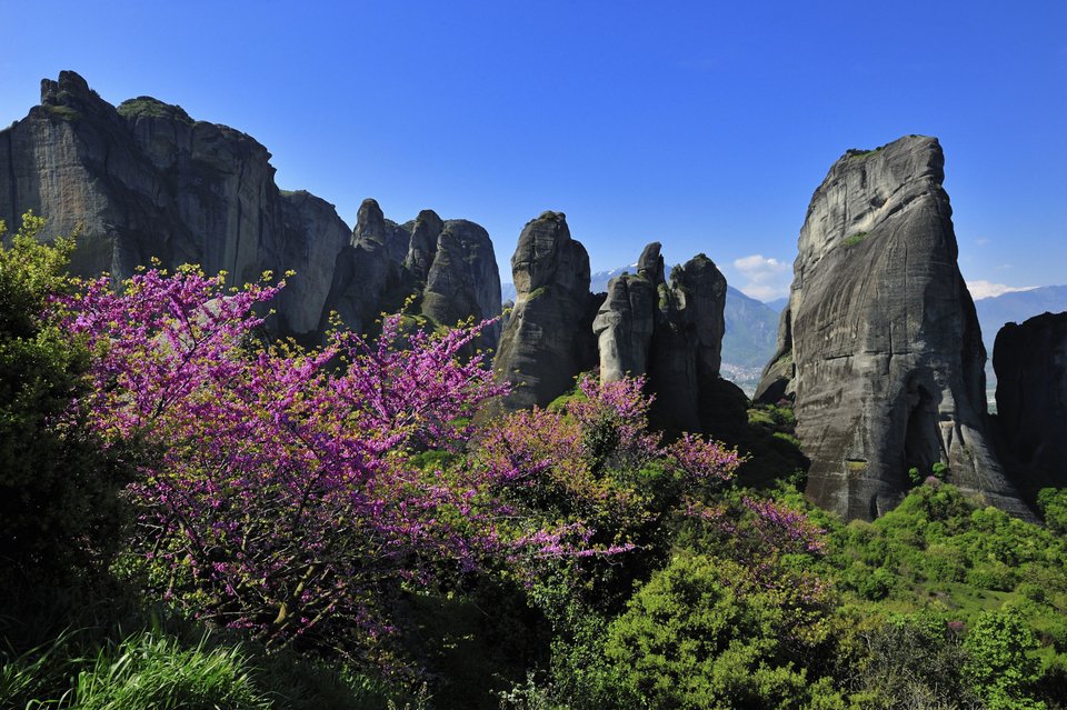 Ανθισμένες κουτσουπιές στα Μετέωρα