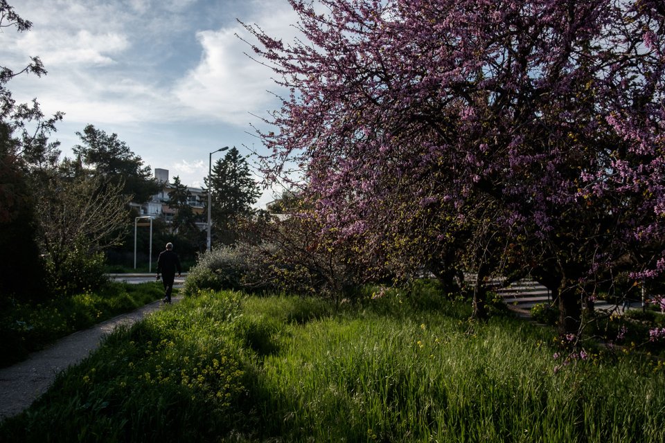 Ανθισμένη κουτσουπιά στην Πανεπιστημιούπολη στην περιοχή Ζωγράφου